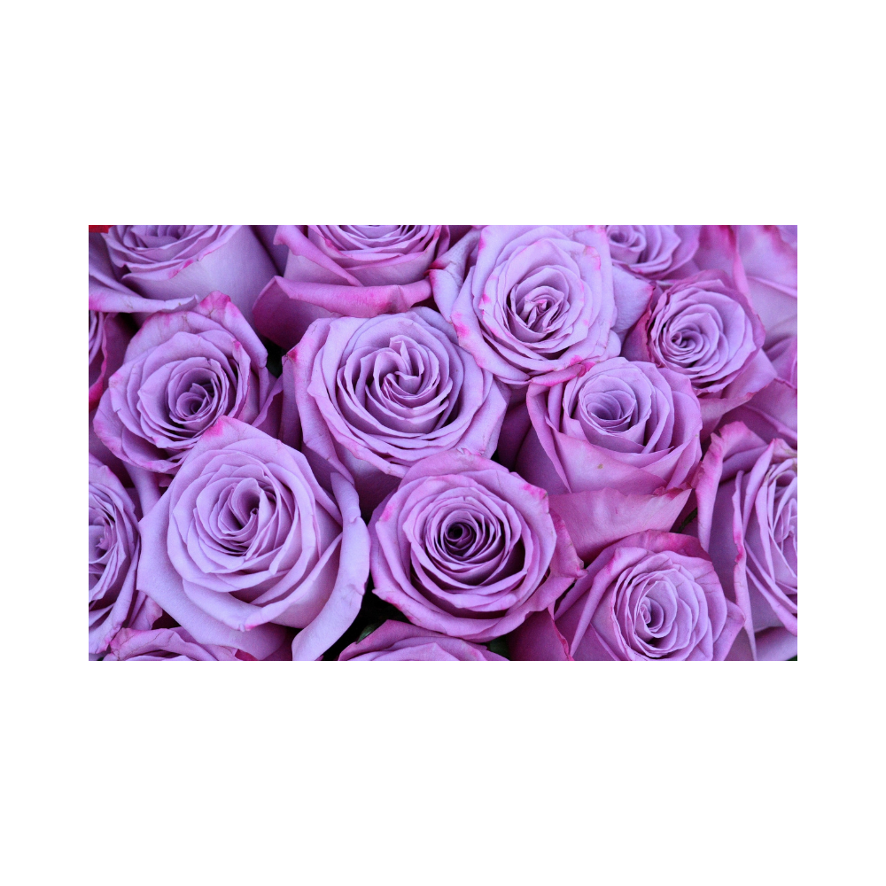 Red roses arranged in a vase.