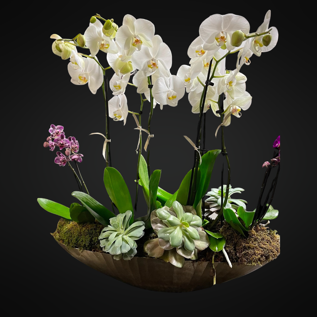Orchid Plant
