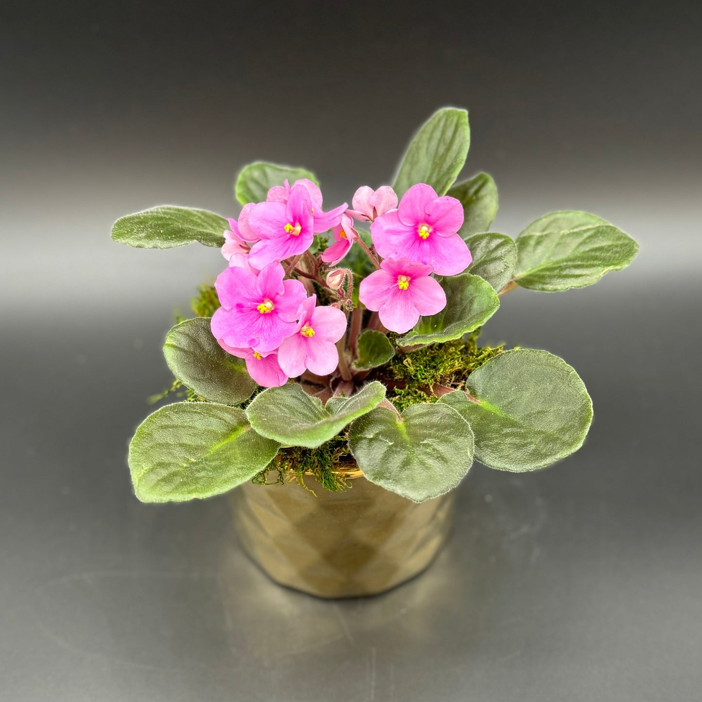 African Violet
