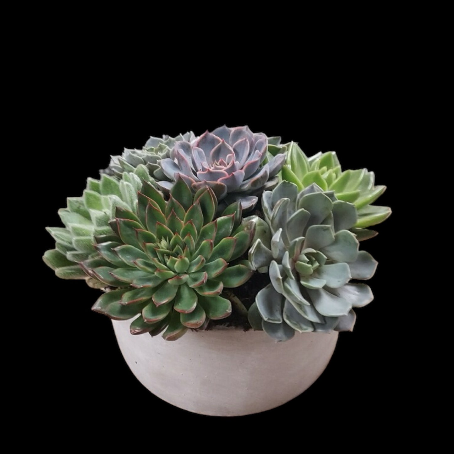 Succulent Garden