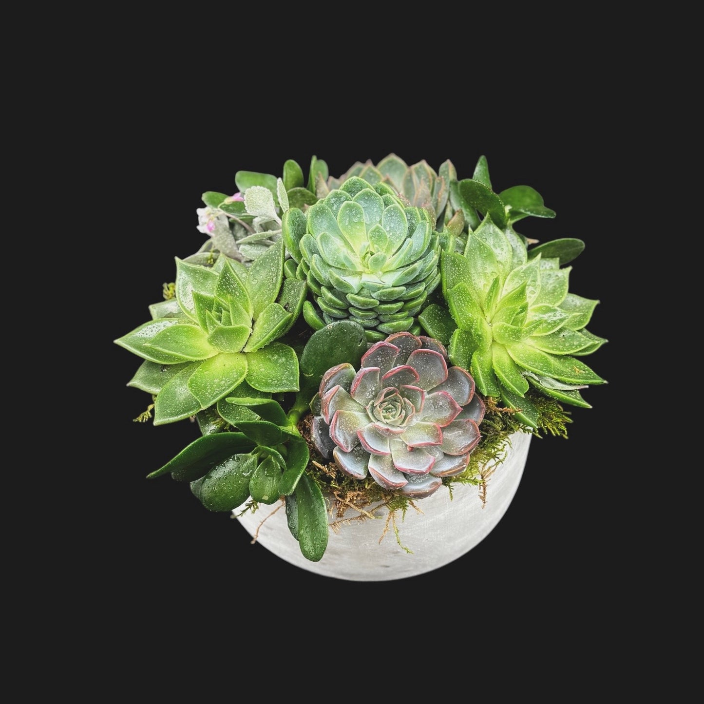 Succulent Garden