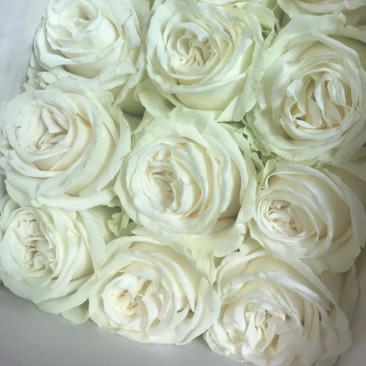 Rose - Playa Blanca (single stem)