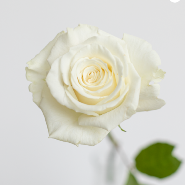 Rose - Playa Blanca (single stem)